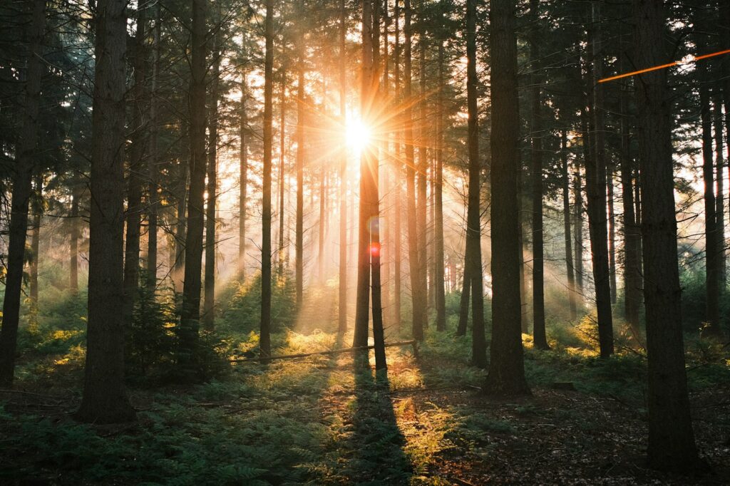 The sun is shining through the trees in the forest